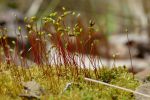 PICTURES/Pigeon Mountain - Wildflowers in The Pocket/t_Spores3.JPG